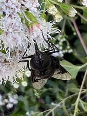 Copestylum violaceum