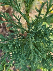 Chamaecyparis thyoides