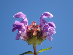 Prunella grandiflora