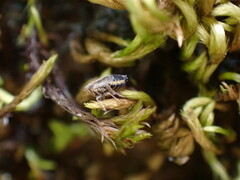 Ribautodelphax albostriata