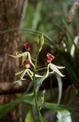 Prosthechea cochleata