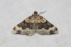 Epirrhoe galiata