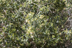 Brickellia desertorum