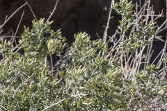 Brickellia desertorum