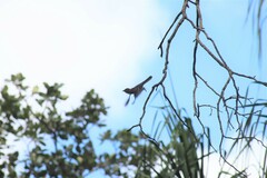 Empidonax