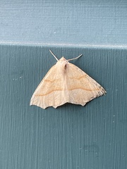 Tetracis jubararia