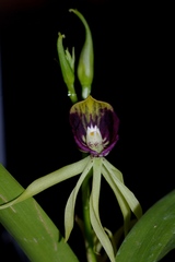 Prosthechea cochleata