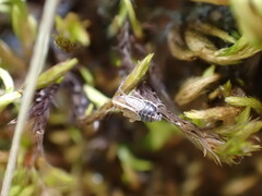 Ribautodelphax albostriata