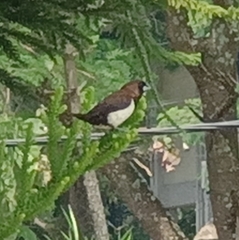 Lonchura leucogastroides