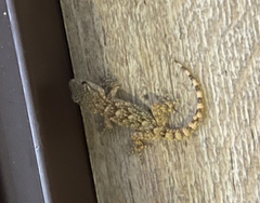 Tarentola mauritanica mauritanica