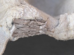 Lithophane leautieri