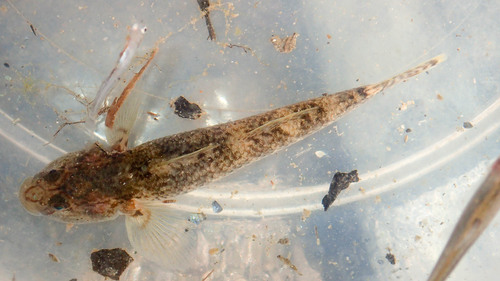 Rhinogobius flumineus