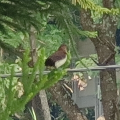 Lonchura leucogastroides