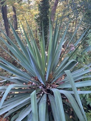 Yucca gloriosa