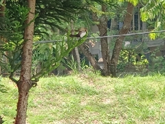 Lonchura leucogastroides