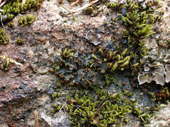 Leptochidium albociliatum