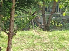 Lonchura leucogastroides