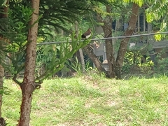 Lonchura leucogastroides