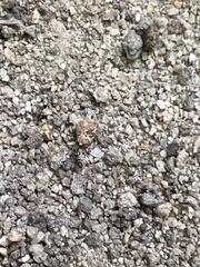 Brachyponera chinensis