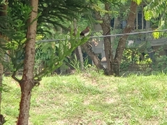 Lonchura leucogastroides