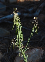 Boechera retrofracta