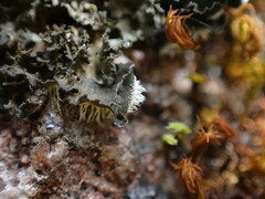 Leptochidium albociliatum