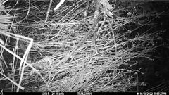 Peromyscus sonoriensis