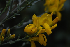 Cytisus osyrioides image