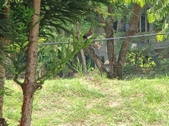 Lonchura leucogastroides