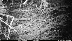 Peromyscus sonoriensis