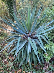 Yucca gloriosa