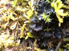 Leptochidium albociliatum