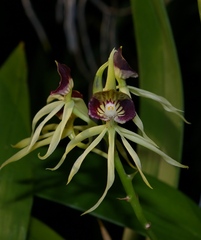 Prosthechea cochleata