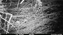 Peromyscus sonoriensis