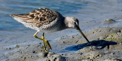 Limnodromus scolopaceus