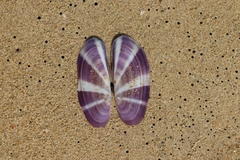Siliqua radiata