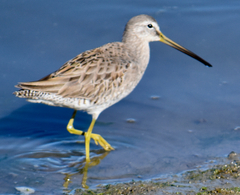 Limnodromus scolopaceus