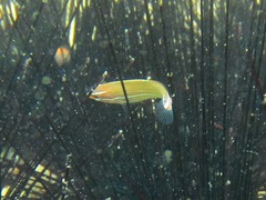 Halichoeres chrysotaenia