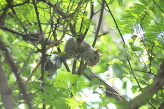 Sciurus yucatanensis