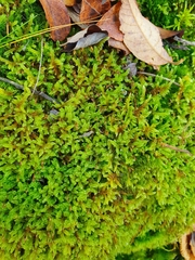 Hypnum cupressiforme lacunosum