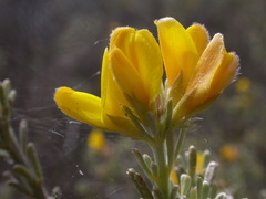 Cytisus rosmarinifolius