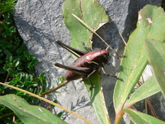 Pholidoptera aptera