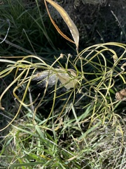 Asclepias subverticillata