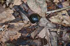 Arthrosphaera