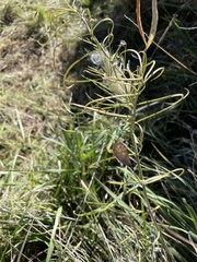 Asclepias subverticillata