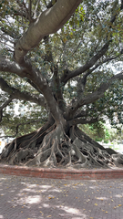 Ficus macrophylla