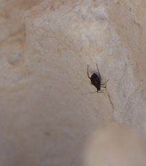 Tuberolachnus salignus