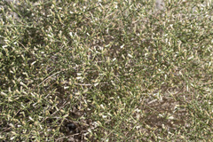 Baccharis brachyphylla