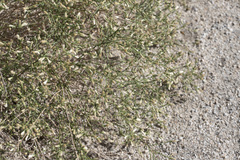 Baccharis brachyphylla