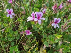 Pelargonium betulinum